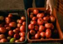 Como o concurso do tomate ajuda a valorizar o produtor brasileiro?
