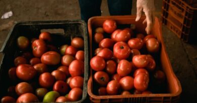 Como o concurso do tomate ajuda a valorizar o produtor brasileiro?
