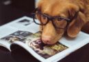 Cérebro dos cães identifica padrões da fala humana para separar palavras
