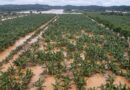 Cheia arrasa polo de banana e expõe prejuízo milionário no maior estado produtor do país