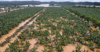 Cheia arrasa polo de banana e expõe prejuízo milionário no maior estado produtor do país